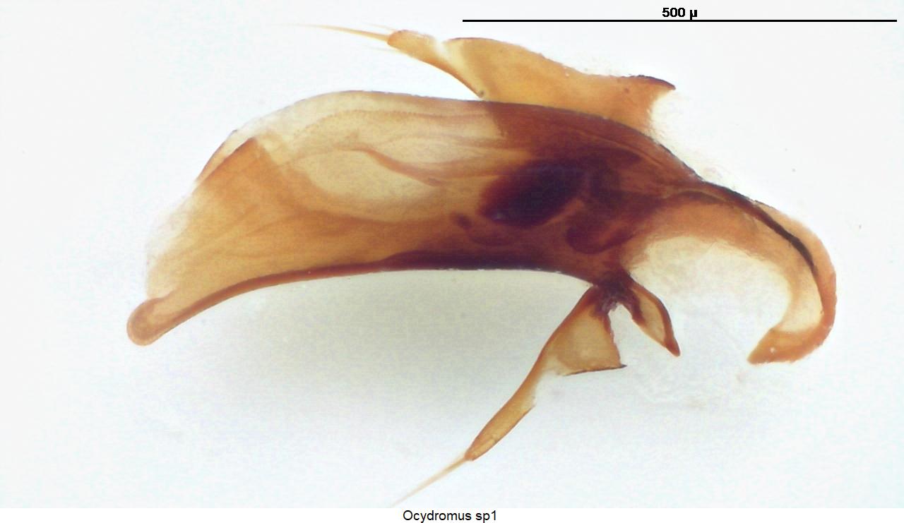 bembidion kokandicum.jpg